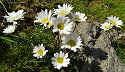 50 Margherite d'alpe